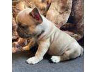 French Bulldog Puppy for sale in Inkster, MI, USA