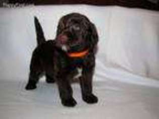 Labradoodle Puppy for sale in Greenville, PA, USA