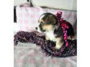 Pembroke Welsh Corgi Puppy for sale in Bloomfield, IA, USA