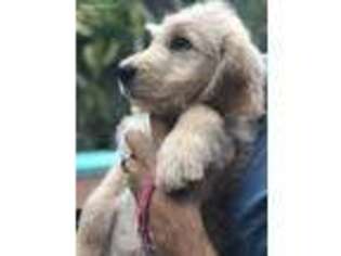 Goldendoodle Puppy for sale in Melbourne Beach, FL, USA