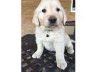 Mutt Puppy for sale in Sumner, TX, USA