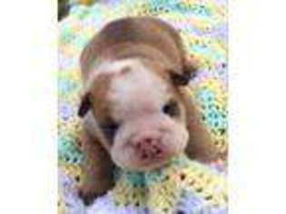 Bulldog Puppy for sale in TALLAHASSEE, FL, USA