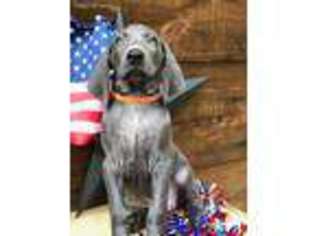 Weimaraner Puppy for sale in Sevierville, TN, USA