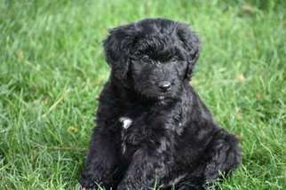 Mutt Puppy for sale in Adrian, OR, USA