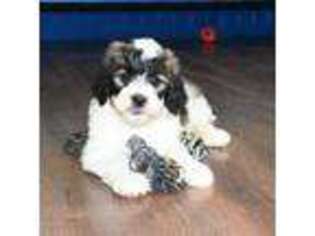 Medium Photo #1 Saint Bernard Puppy For Sale in Ligonier, IN, USA