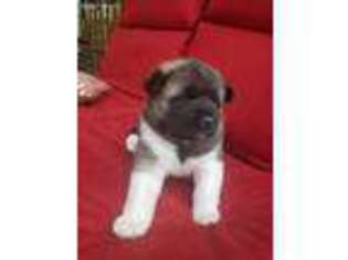 Akita Puppy for sale in Belle Vernon, PA, USA
