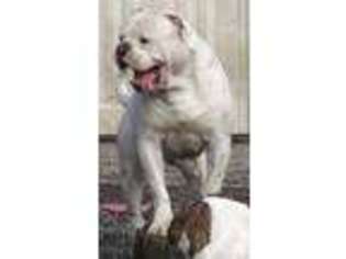 American Bulldog Puppy for sale in GRANITE FALLS, WA, USA