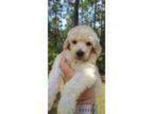 Mutt Puppy for sale in Bunnell, FL, USA