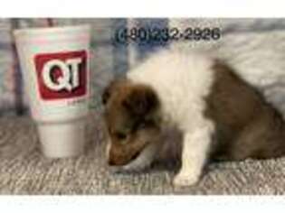 Shetland Sheepdog Puppy for sale in Glendale, AZ, USA