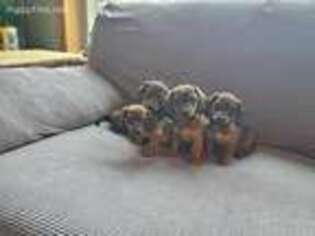 Dachshund Puppy for sale in South Haven, MN, USA