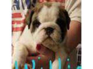 Bulldog Puppy for sale in Eastanollee, GA, USA