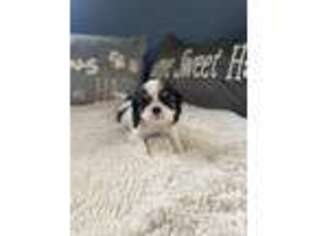 Cavalier King Charles Spaniel Puppy for sale in Hesperia, CA, USA