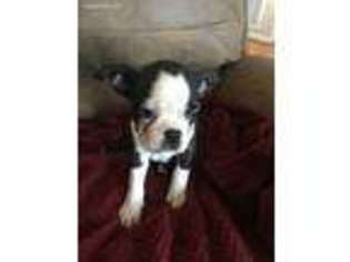 Boston Terrier Puppy for sale in Crouse, NC, USA