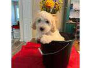 Goldendoodle Puppy for sale in Roswell, GA, USA