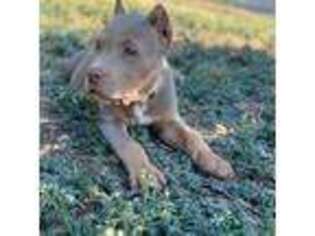 Mutt Puppy for sale in Duncanville, TX, USA