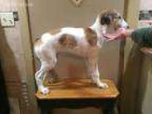 Borzoi Puppy for sale in Rock Rapids, IA, USA