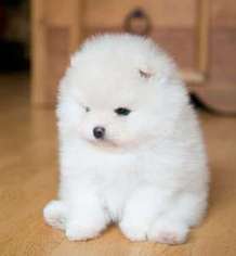 Medium Photo #1 Pomeranian Puppy For Sale in Chicago, IL, USA