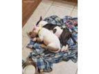 Bull Terrier Puppy for sale in Ellenton, FL, USA