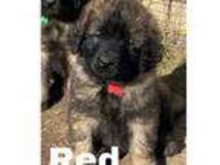 Leonberger Puppy for sale in Williamsburg, IA, USA