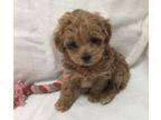 Mutt Puppy for sale in Rancho Cucamonga, CA, USA