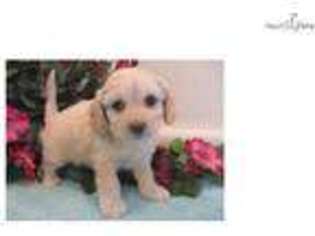 Cavachon Puppy for sale in New York, NY, USA
