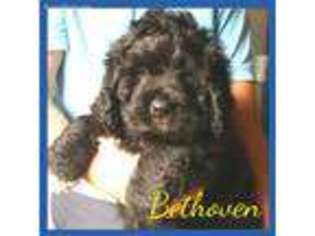 Saint Berdoodle Puppy for sale in Millersburg, OH, USA