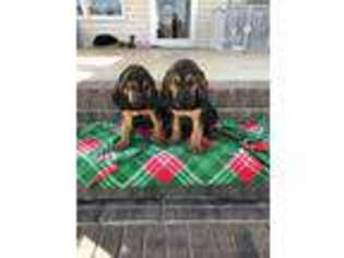 Bloodhound Puppy for sale in Maiden, NC, USA