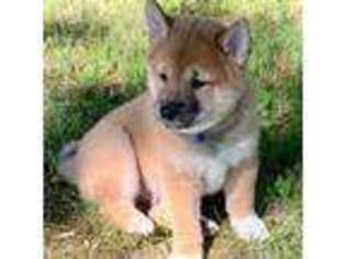 Shiba Inu Puppy for sale in Falls Of Rough, KY, USA