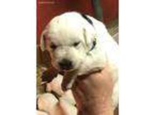 Labrador Retriever Puppy for sale in Rising Sun, IN, USA
