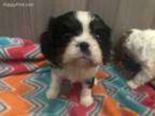 Cavalier King Charles Spaniel Puppy for sale in Britton, SD, USA
