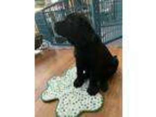 Labrador Retriever Puppy for sale in Watertown, CT, USA