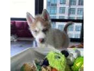 Siberian Husky Puppy for sale in Silver Spring, MD, USA