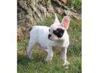 French Bulldog Puppy for sale in Bridgeport, OH, USA