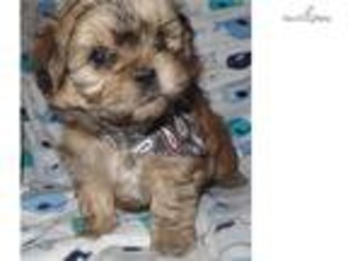 Mal-Shi Puppy for sale in Louisville, KY, USA