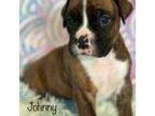 Boxer Puppy for sale in Norco, CA, USA