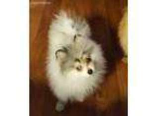 Pomeranian Puppy for sale in Neosho, MO, USA