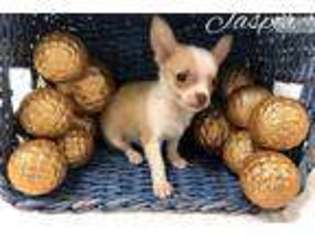 Chihuahua Puppy for sale in Hattiesburg, MS, USA