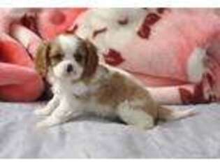 Cavalier King Charles Spaniel Puppy for sale in Snowflake, AZ, USA