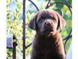 Labrador Retriever Puppy for sale in Yuba City, CA, USA