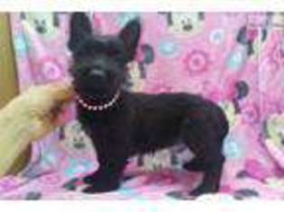 Scottish Terrier Puppy for sale in Canton, OH, USA