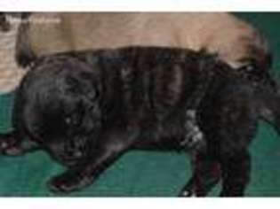 Mastiff Puppy for sale in Granville, OH, USA