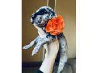 Great Dane Puppy for sale in Fort Gratiot, MI, USA