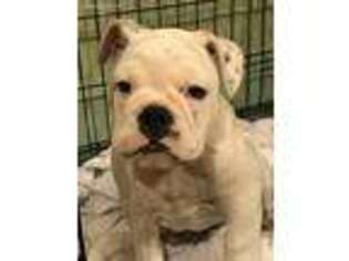 Bulldog Puppy for sale in Syracuse, NY, USA