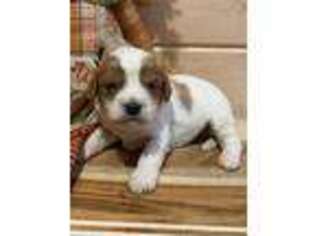 Cavapoo Puppy for sale in Weir, MS, USA