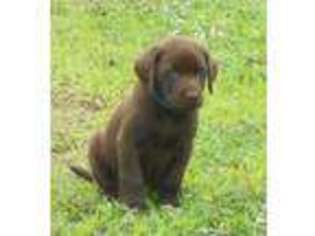Labrador Retriever Puppy for sale in Onancock, VA, USA