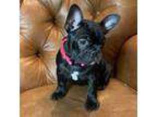 French Bulldog Puppy for sale in Mosca, CO, USA