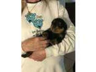 Rottweiler Puppy for sale in Saint Augustine, FL, USA