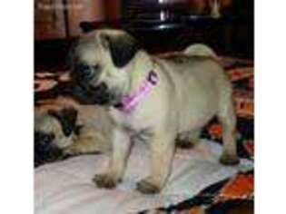 Pug Puppy for sale in Gotebo, OK, USA