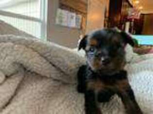 Yorkshire Terrier Puppy for sale in Caryville, TN, USA