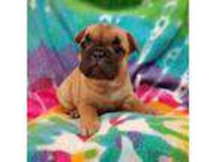 French Bulldog Puppy for sale in Clinton, OK, USA